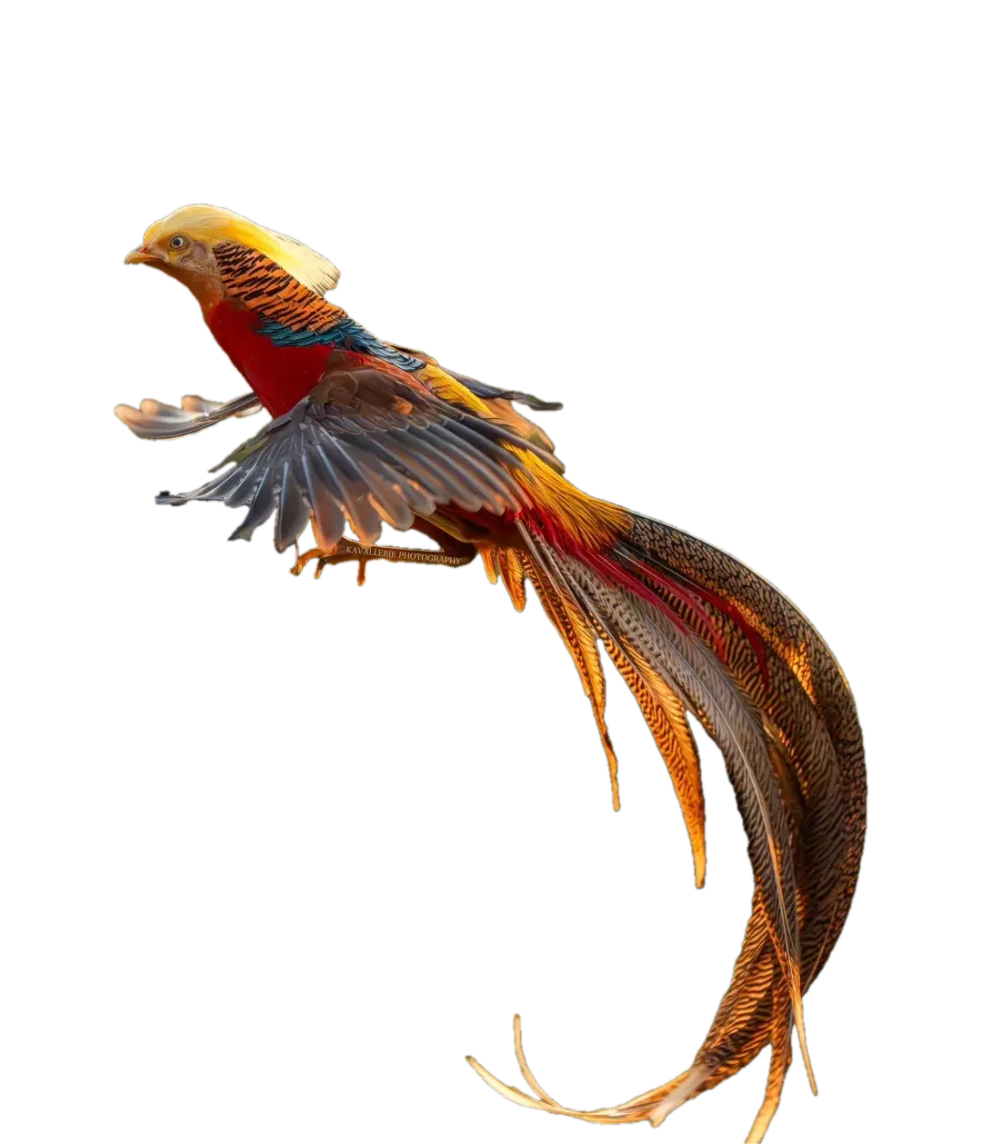 山鸡