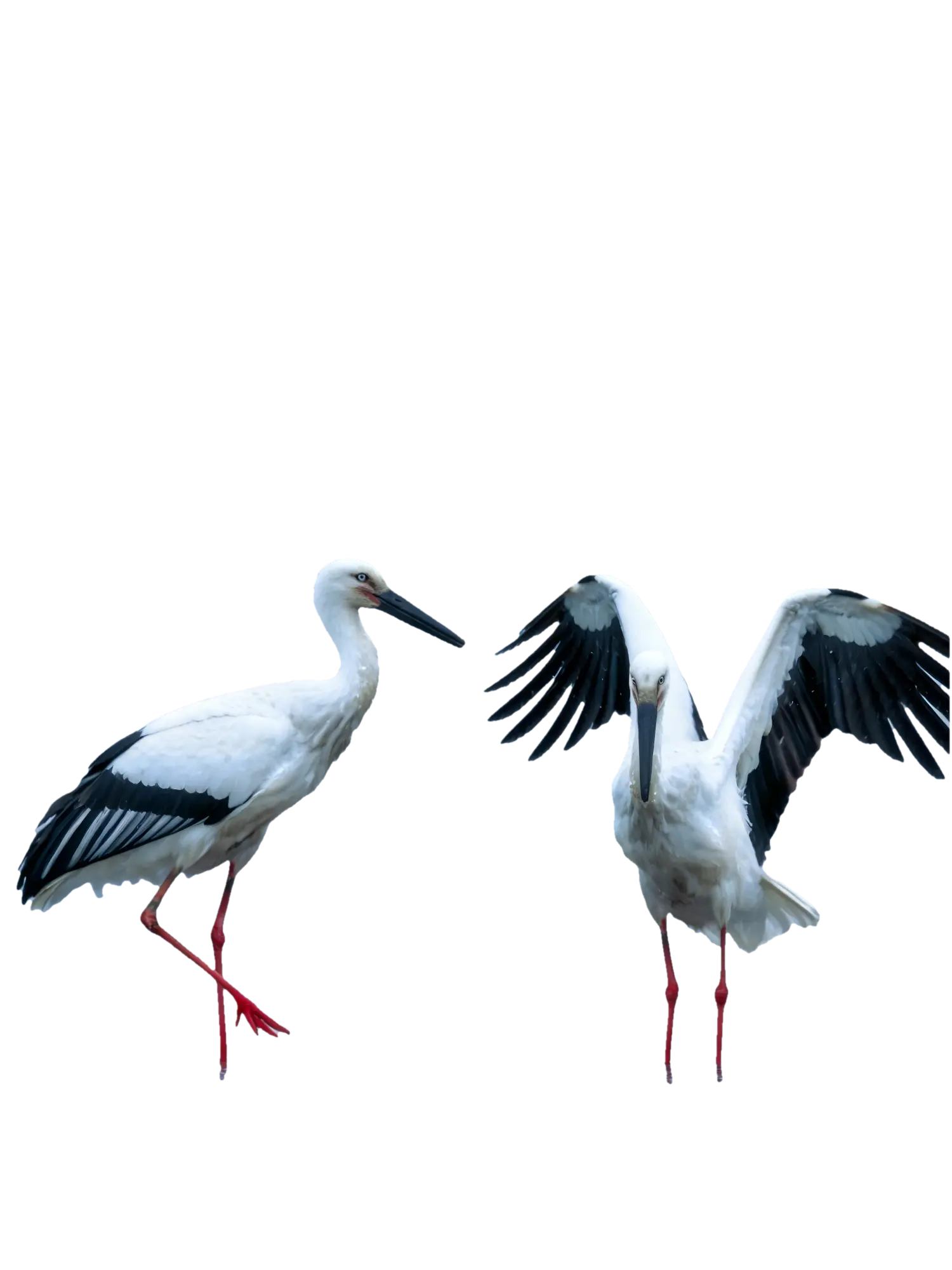 鹳(guàn)鹭图